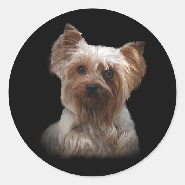 Redonda Yorkshire Terrier Pegatina (Anverso)