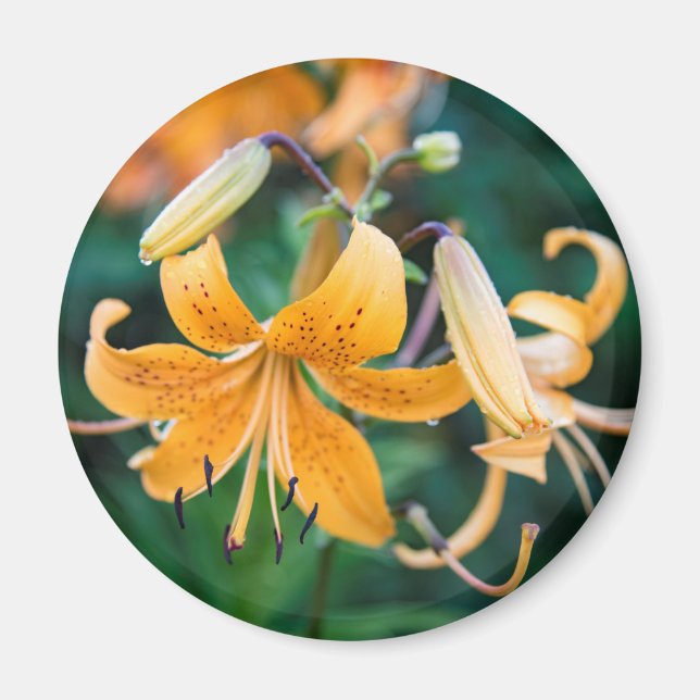 Redondo de imanes (Frente)