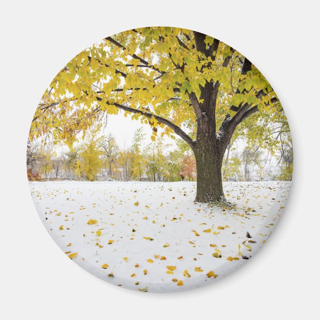 Redondo de imanes (Frente)