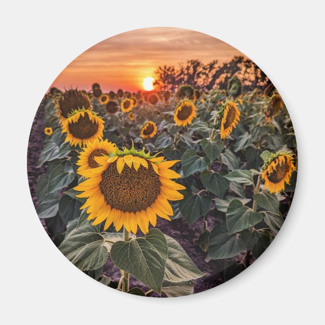 Redondo de imanes (Frente)