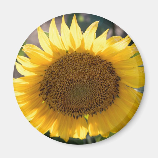 Redondo de imanes (Frente)