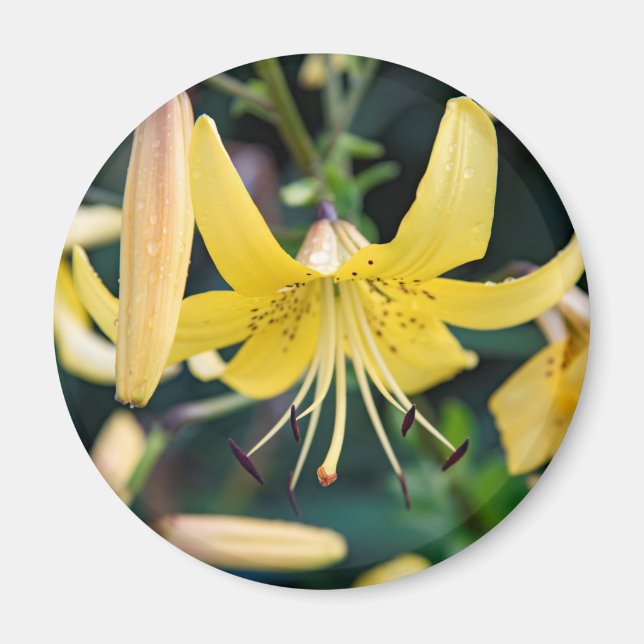 Redondo de imanes (Frente)