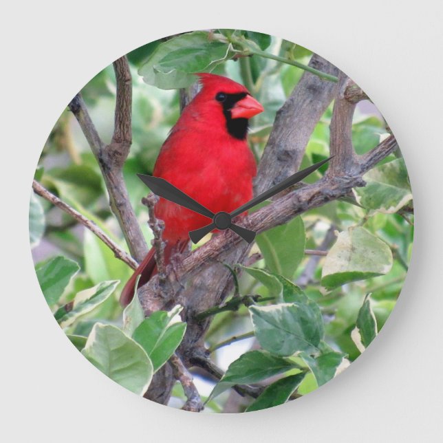 Redondo Grande Cardenal en un árbol de limón - Reloj de pájaro tr (Anverso)