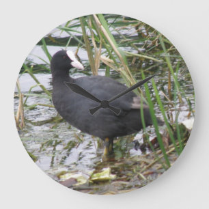 Redondo Grande Coot en el reloj del Riverbank