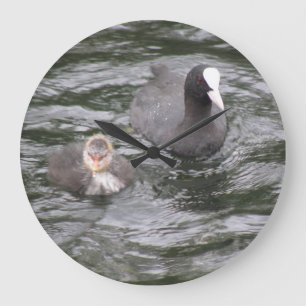 Redondo Grande Coot y reloj de polluelos