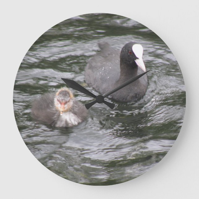 Redondo Grande Coot y reloj de polluelos (Anverso)
