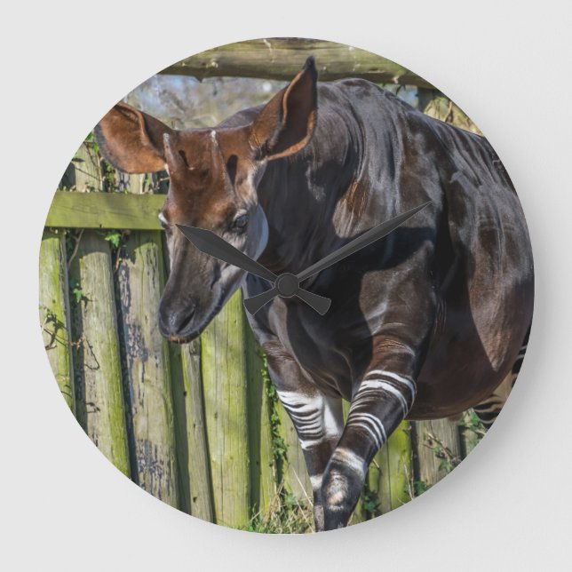 Redondo Grande Okapi en el reloj de la pared del zoológico (Anverso)