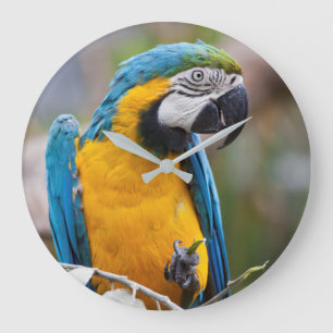 Redondo Grande Reloj azul y amarillo del Macaw
