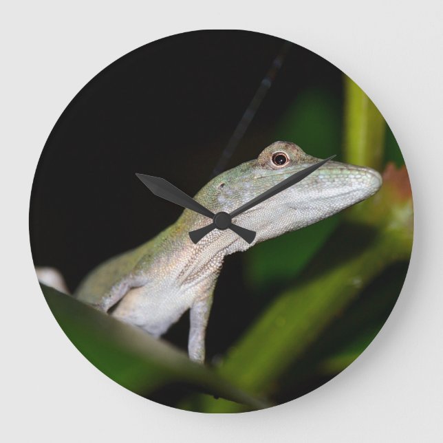 Redondo Grande Reloj del occultus del Anolis (Anverso)