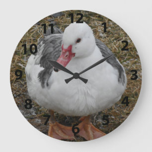 Redondo Grande Reloj del pato de Muscovy