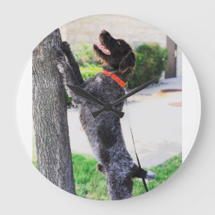 Redondo Grande Reloj el señalar Griffon Wirehaired