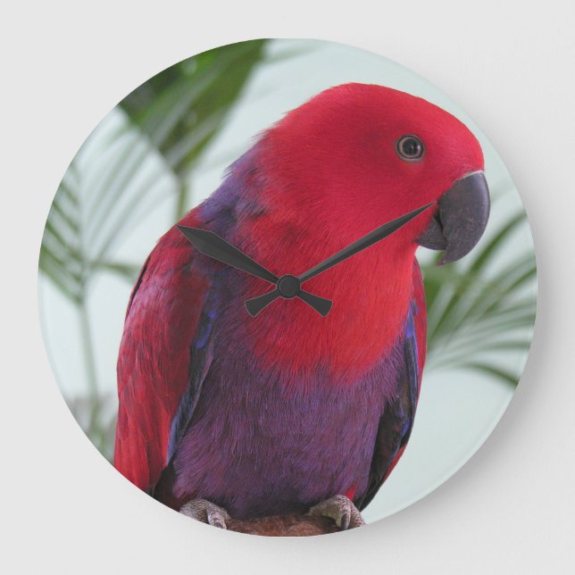 Redondo Grande Reloj hermoso loro de Eclectus mascota roja (Anverso)