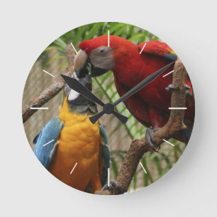 Redondo Mediano Besando el reloj del muro de Macaws