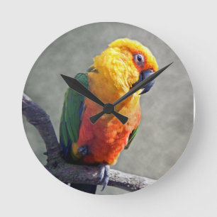 Redondo Mediano Reloj de Jenday Conure