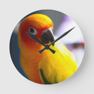Redondo Mediano Reloj de Sun Conure