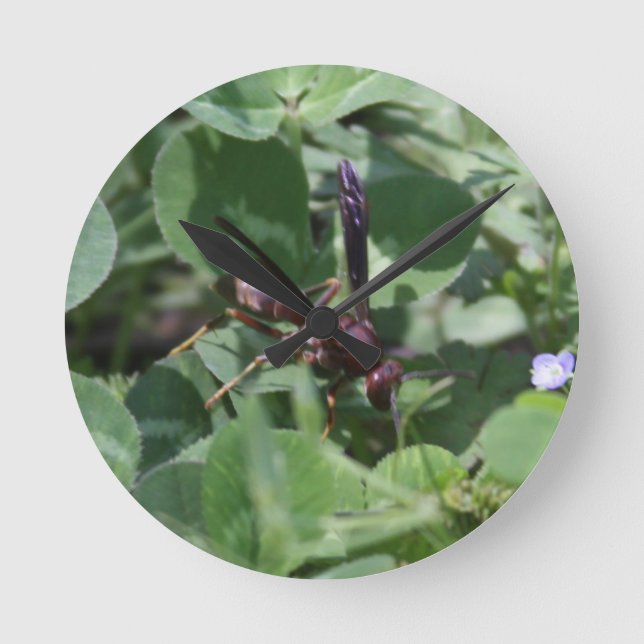 Redondo Mediano Reloj de Wasp (Anverso)