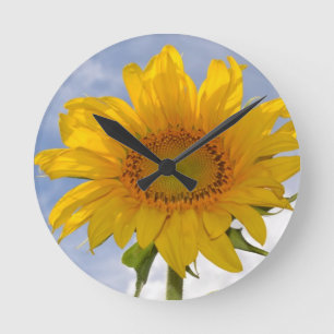 Redondo Mediano Reloj dinámico del girasol