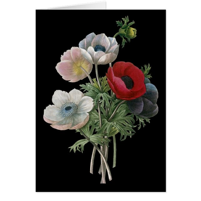 Redoute: Anemone, 1833 (Frente)