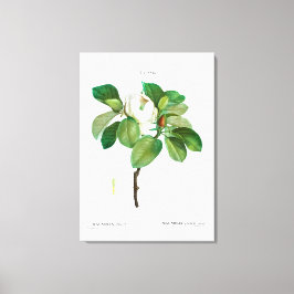 REDOUTÉ "MAGNOLIA" IMPRESIÓN DE CANVAS