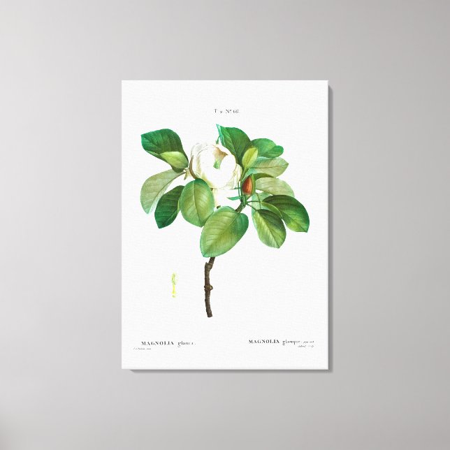 REDOUTÉ "MAGNOLIA" IMPRESIÓN DE CANVAS (Anverso)