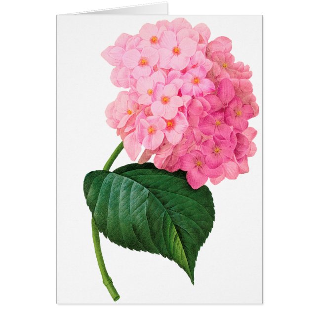Redoute Pink Hydrangea (Frente)