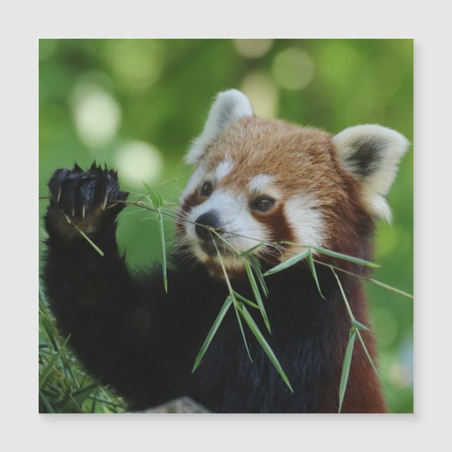 RedPanda 002 (Anverso)