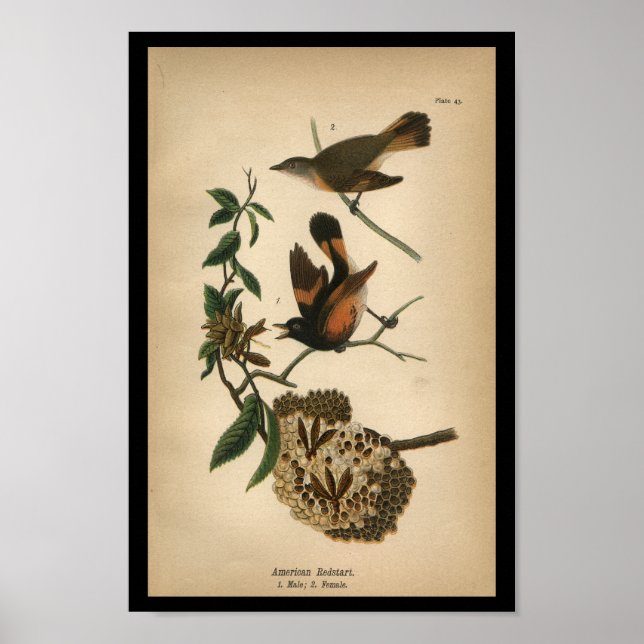 Redstart americano de impresión de aves de 1890 (Frente)