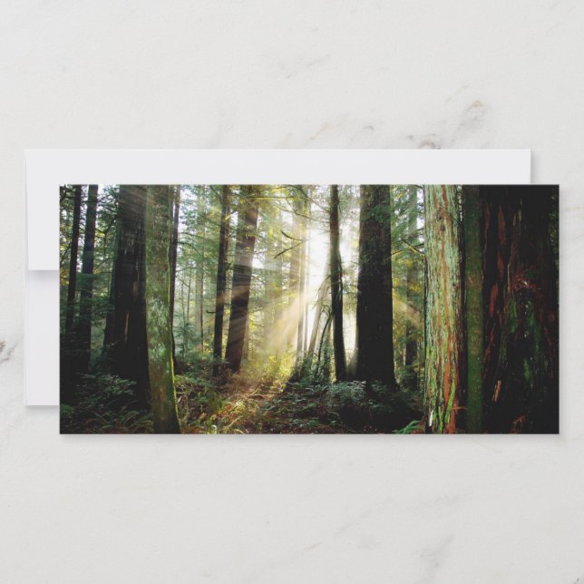 Redwood Morning (Anverso)