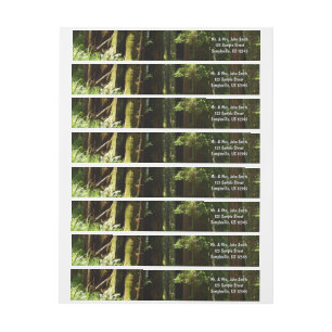 Redwoods y helechos en el Parque Nacional Redwood