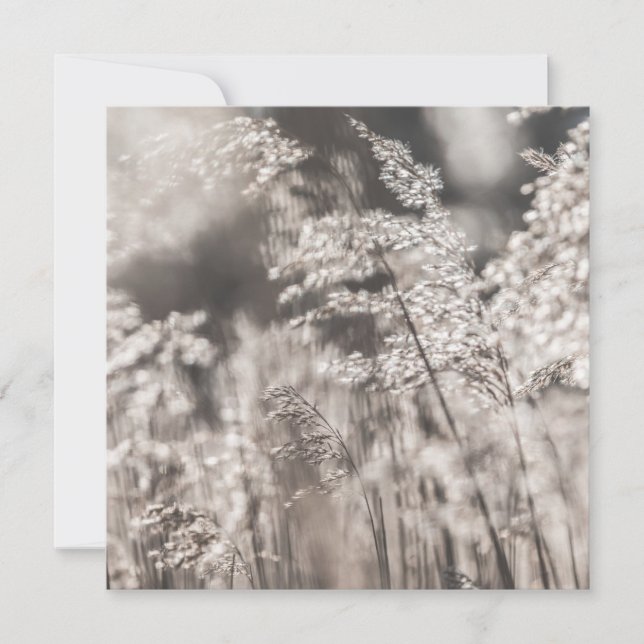 Reed Floral Nature Photo Card (Anverso)