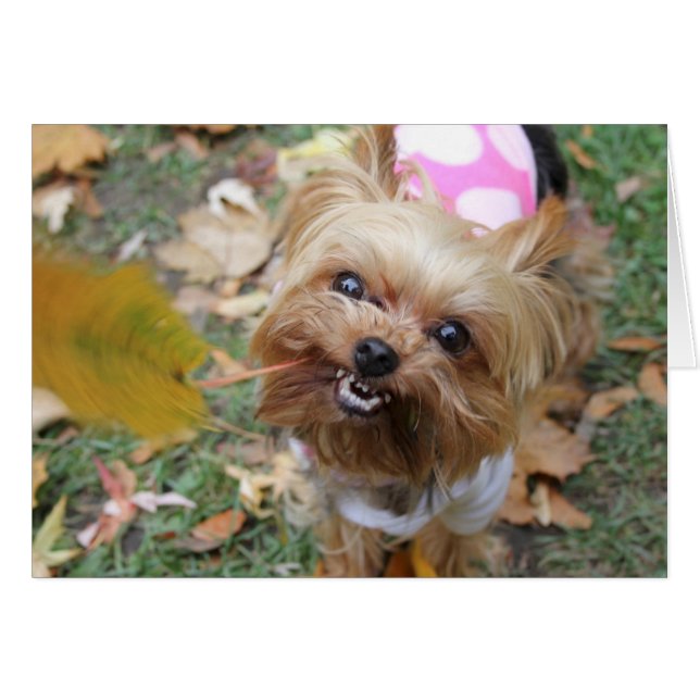 Reese (Anverso (Horizontal))