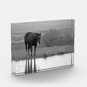 Reflectionz silenciosa ~ Bloque de fotos de caball
