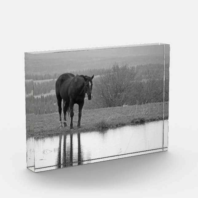 Reflectionz silenciosa ~ Bloque de fotos de caball (Izquierda)