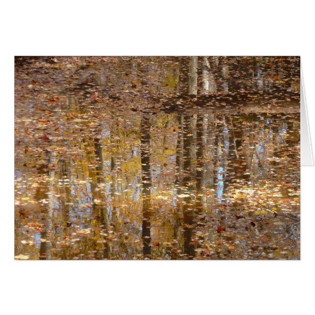 Reflejo en Still Creek en Greenbelt Park (Anverso (Horizontal))