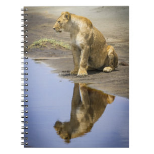Reflexión de un cuaderno de la leona