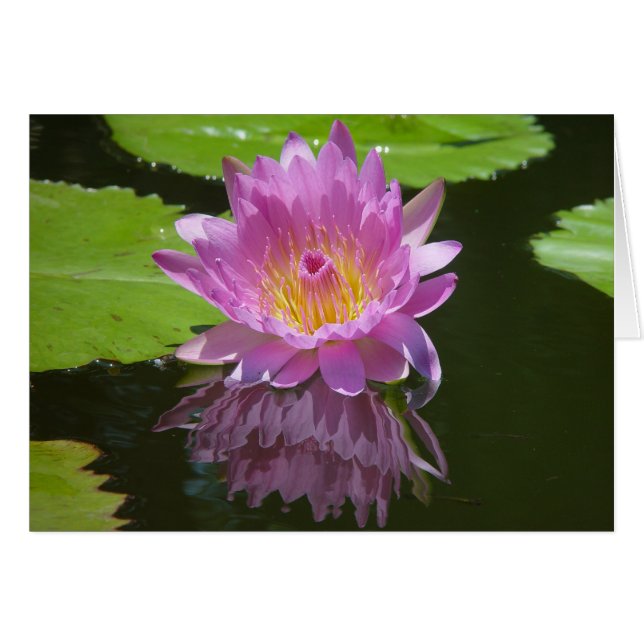 Reflexión Rosa (Anverso (Horizontal))