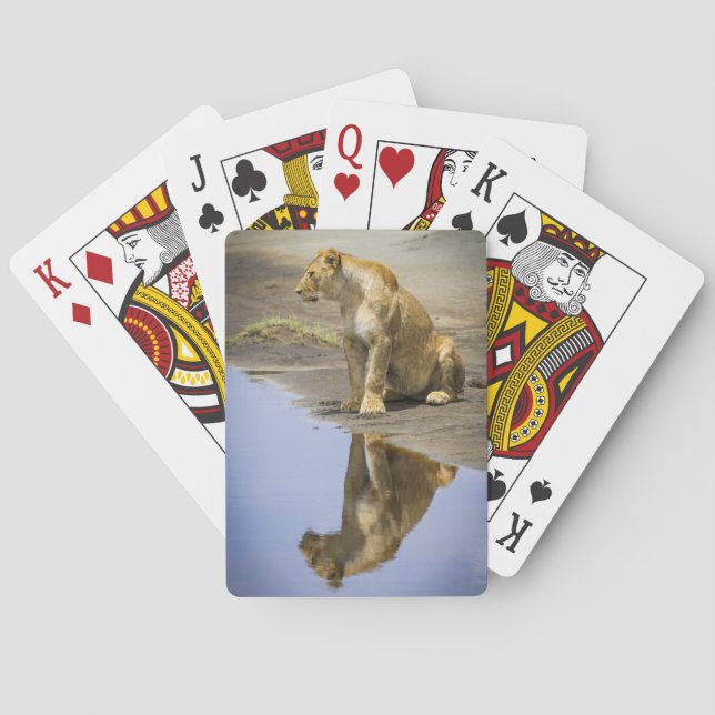 Reflexión sobre las cartas de juego de una leona (Reverso)