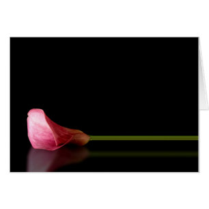 Reflexión sobre Lirio Rosa Calla