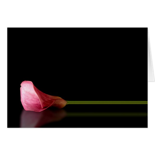 Reflexión sobre Lirio Rosa Calla (Anverso (Horizontal))