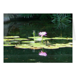 Reflexiones de Lotus