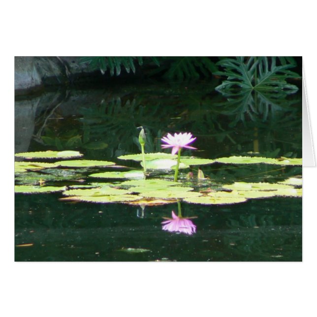 Reflexiones de Lotus (Anverso (Horizontal))