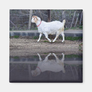 Reflexiones de una cabra blanca, imán