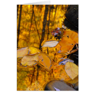 Reflexiones del oro del otoño
