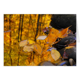 Reflexiones del oro del otoño