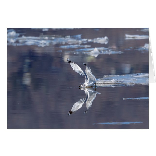 Reflexiones sobre Gull (Anverso (Horizontal))