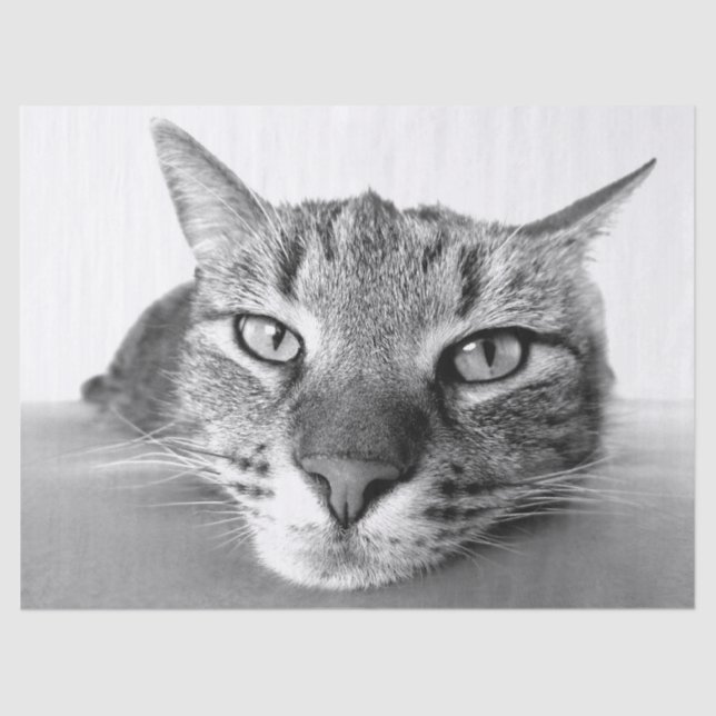 Refrigeración por papel de tejido (Anverso)