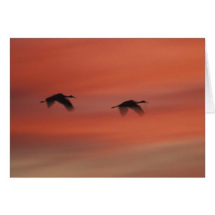 Refugio de Vida Silvestre Bosque del Apache Nuev