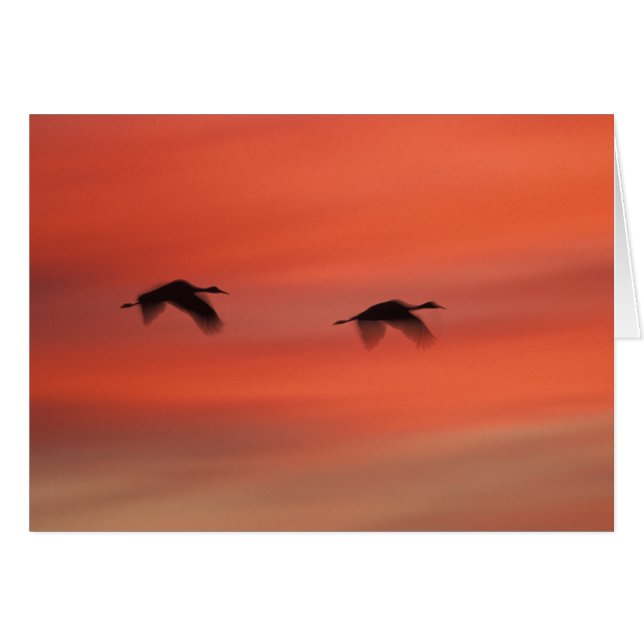 Refugio de Vida Silvestre Bosque del Apache | Nuev (Anverso (Horizontal))