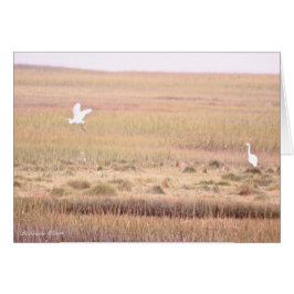 Refugio de vida silvestre Parker River: Isla Plum