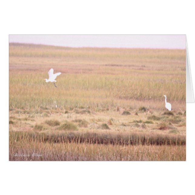 Refugio de vida silvestre Parker River: Isla Plum (Anverso (Horizontal))
